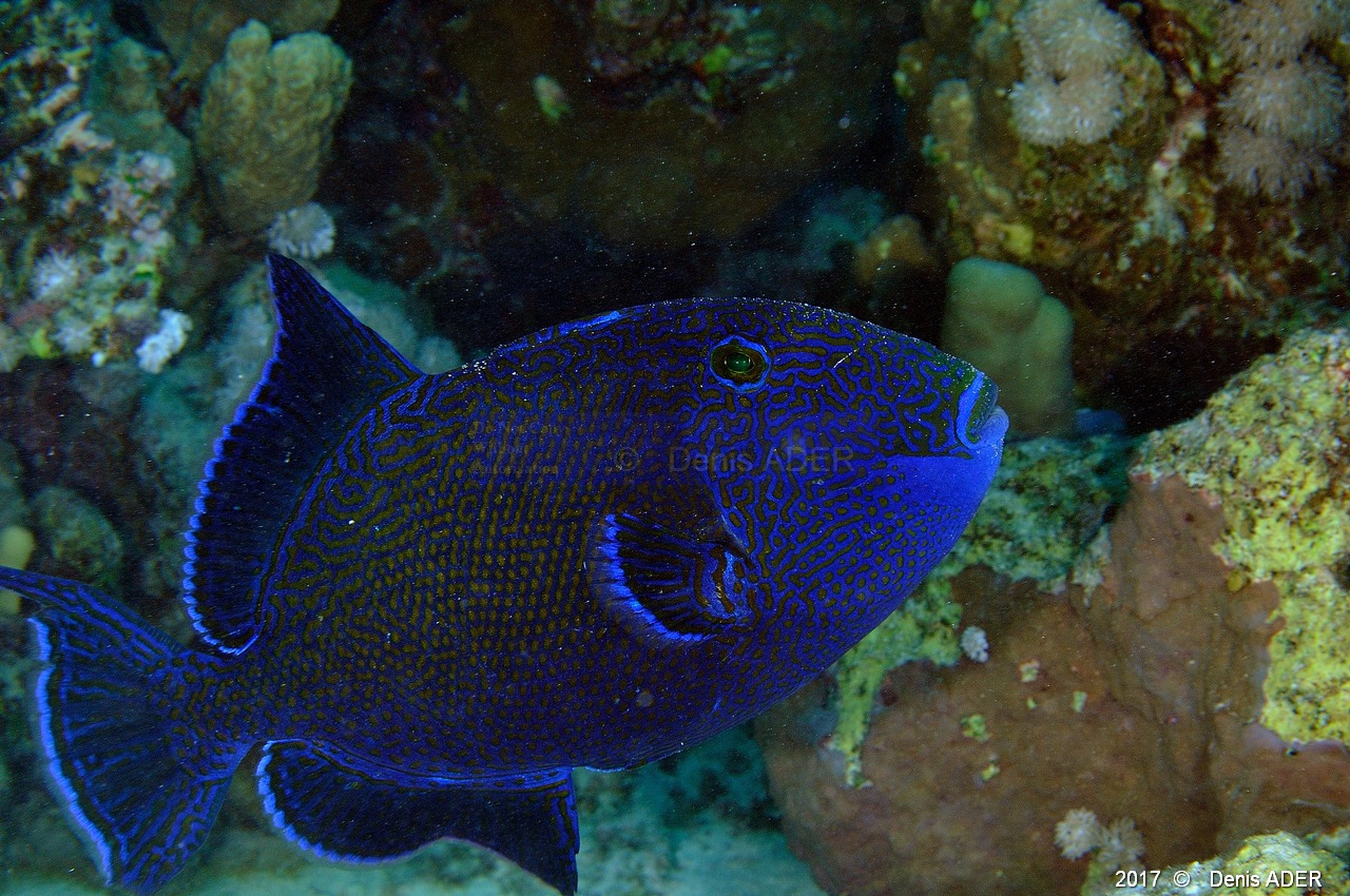 Pseudobalistes fuscus Baliste bleu strie-Safaga Middle reef-14m-20171124-Denis-ADER-DSC_3844_tn.jpg